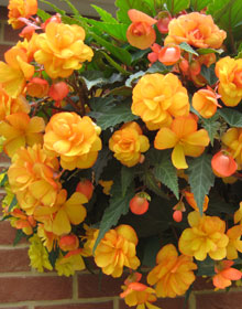Begonia Apricot Shades