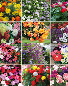 Garden Ready Bumper Collection