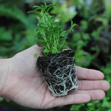 Garden Ready Plants