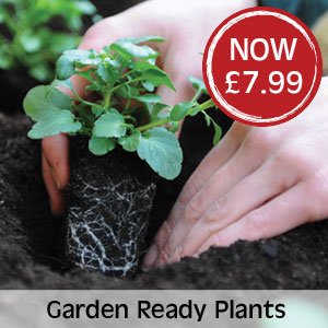Garden Ready Plants