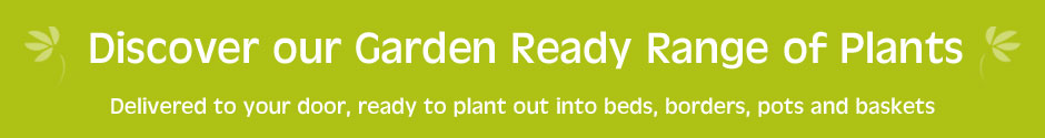 Discover our Garden Ready Range of Plants