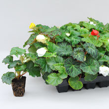 Garden Ready Plants