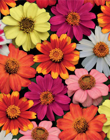 zinnia zahara single flowered mixed