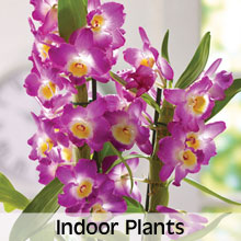 Indoor Plants