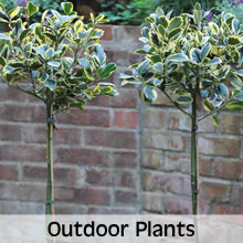 Outdoor Plants