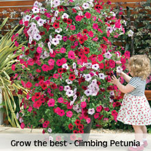 Climbing Petunia