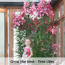 Tree Lilies