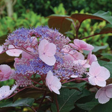 Hydrangea 'Hot Chocolate'