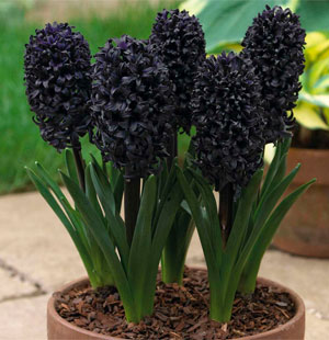 hyacinth midnight mystic