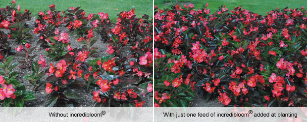 incredibloom