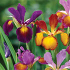Iris Bulbs