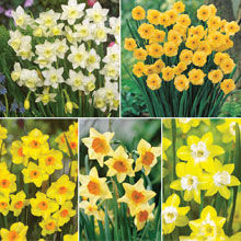 Narcissus 'Jonquilla Collection'