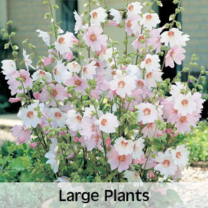 20% OFF All Large Plants