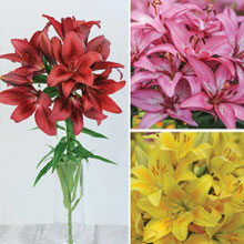 Lily 'T&M Bouquet Collection'