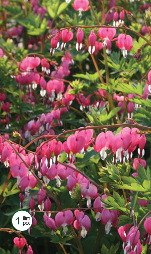 dicentra spectablis