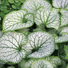 brunnera jack frost