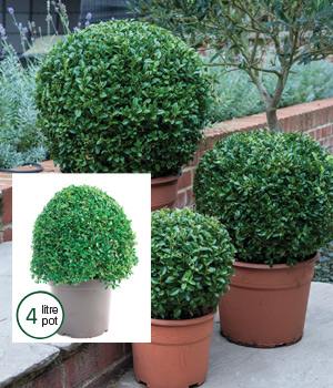 buxus common box