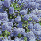 california lilac ceonothus thyrsiflorus repens