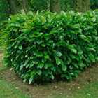 cherry laurel