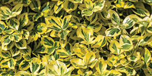 euonymus emerald n gold