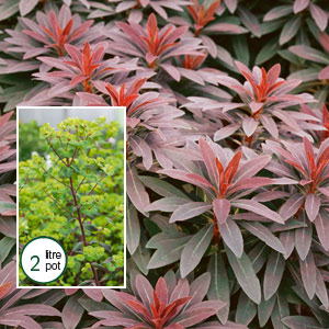 euphorbia ruby glow