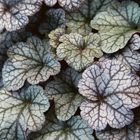 heuchera prince of silver