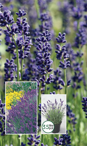 lavendar hidcote
