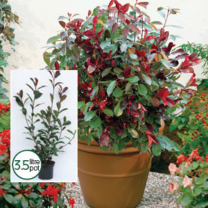 photinia red robin