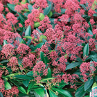skimmia japonica rubella