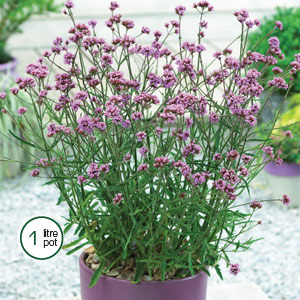 verbena lollipop