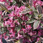 weigela florida monet
