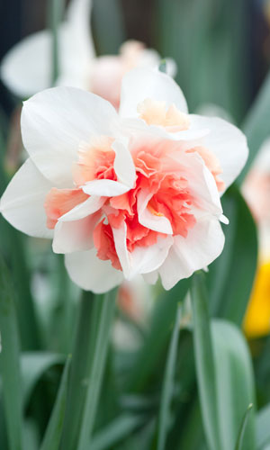 narcissus replete