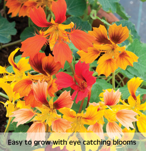 nasturtium phoenix