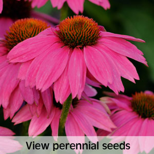 View perennial seeds