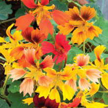 Nasturtium 'Phoenix'