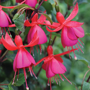 Fuchsia 'Pink Fizz'