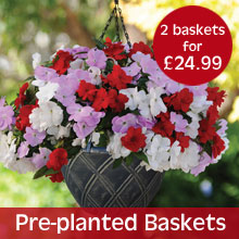 Pre-planted Baskets