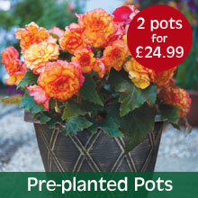 Pre-planted Pots