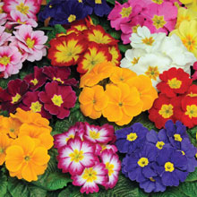 Primrose 'Autumn Colours Mixed'