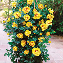 Rose 'Eye of the Tiger'