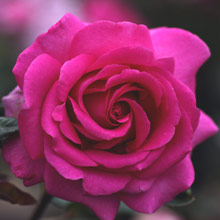Climbing Roses