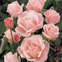 Floribunda Roses