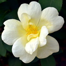 Groundcover Roses