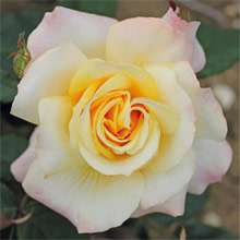 Hybrid Tea Roses