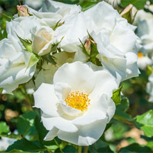 Rambling Roses