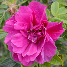 Shrub Roses