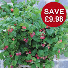 Raspberry 'Ruby Beauty'™