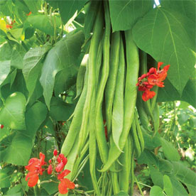 Runner Bean Firestorm