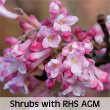 Shrubs with an RHS Award of Garden Merit