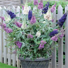 Buddleja